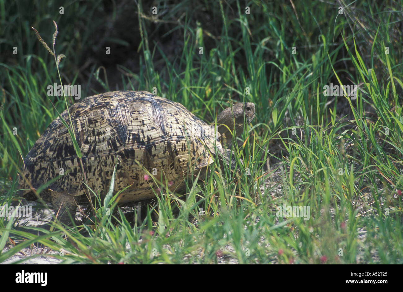 Lepard turtle leopard turtoise Testudo pardalis stagione piovosa Etosha National Park Namibia Africa Foto Stock