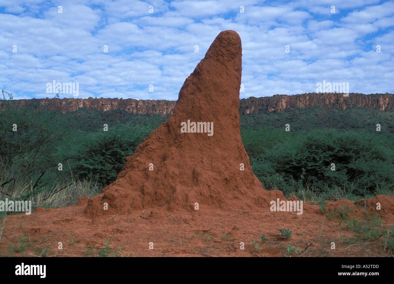 Termite hill piegate in direzione NW Macrotermes michaelseni Waterberg table mountain National Park Namibia Africa Foto Stock