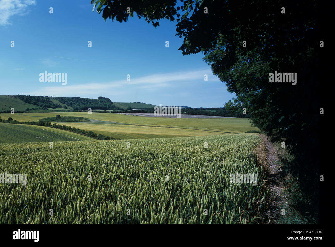 Vista panoramica di downland coltivazione di grano in maturazione ear su un bel giorno di estate Foto Stock