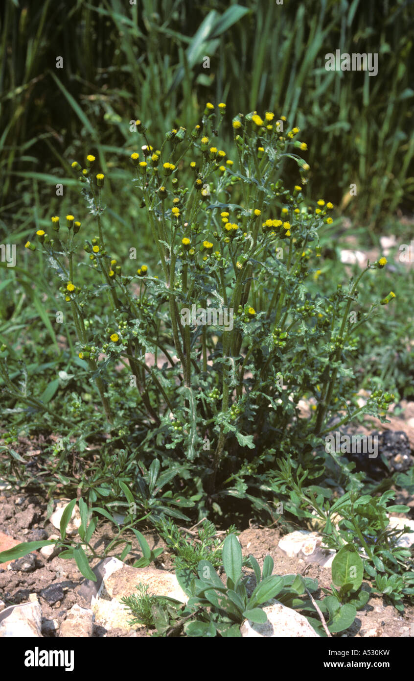 Fioritura groundsel Senecio vulgaris pianta Foto Stock