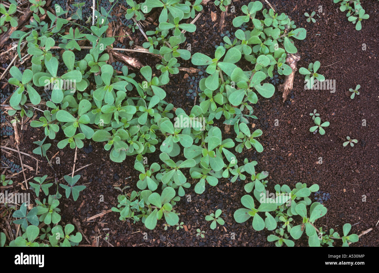 Purslane Portulaca oleracea piante sul suolo del Kenya in background Foto Stock