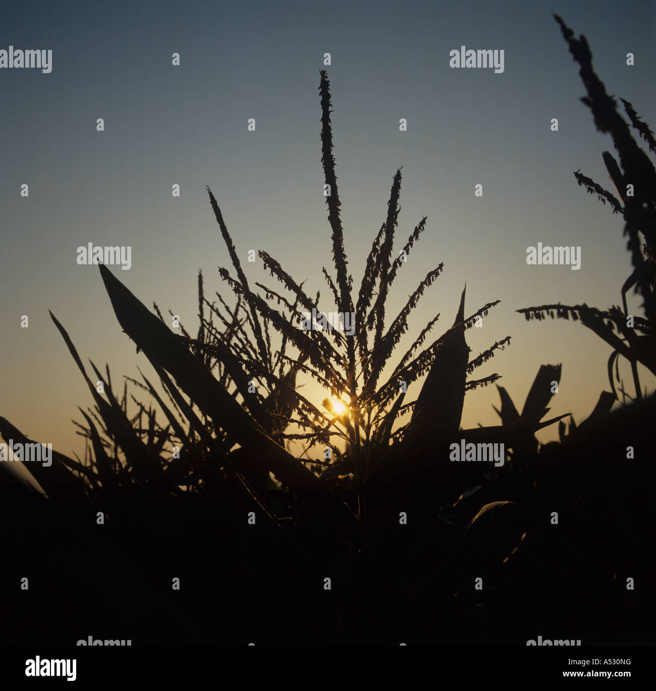 Maschio di fiocchi di mais su raccolto silouette contro il Rising Sun Foto Stock
