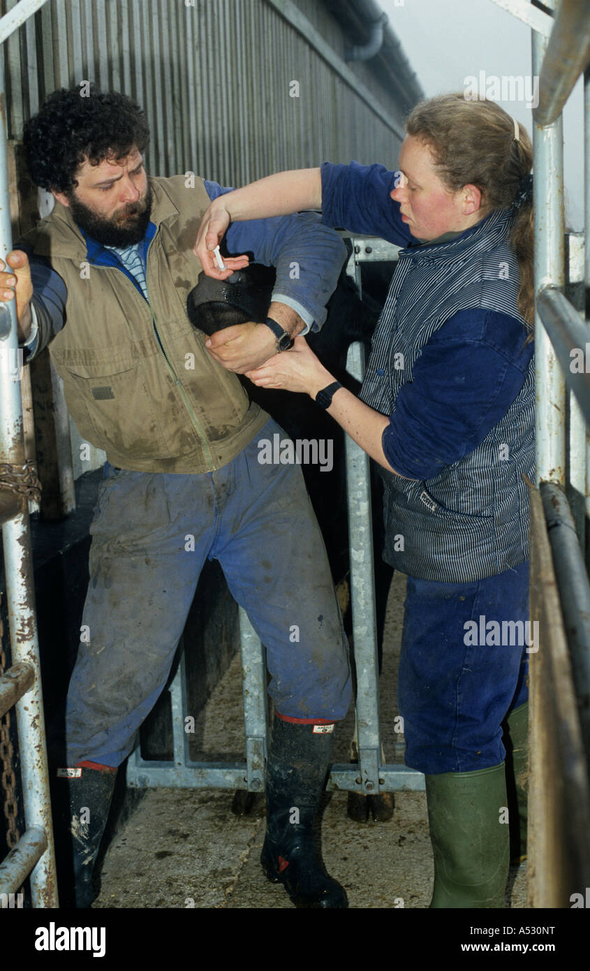 Giovenca immunizzazione di ricezione nella narice contro la rinotracheite infettiva bovina IBR Foto Stock