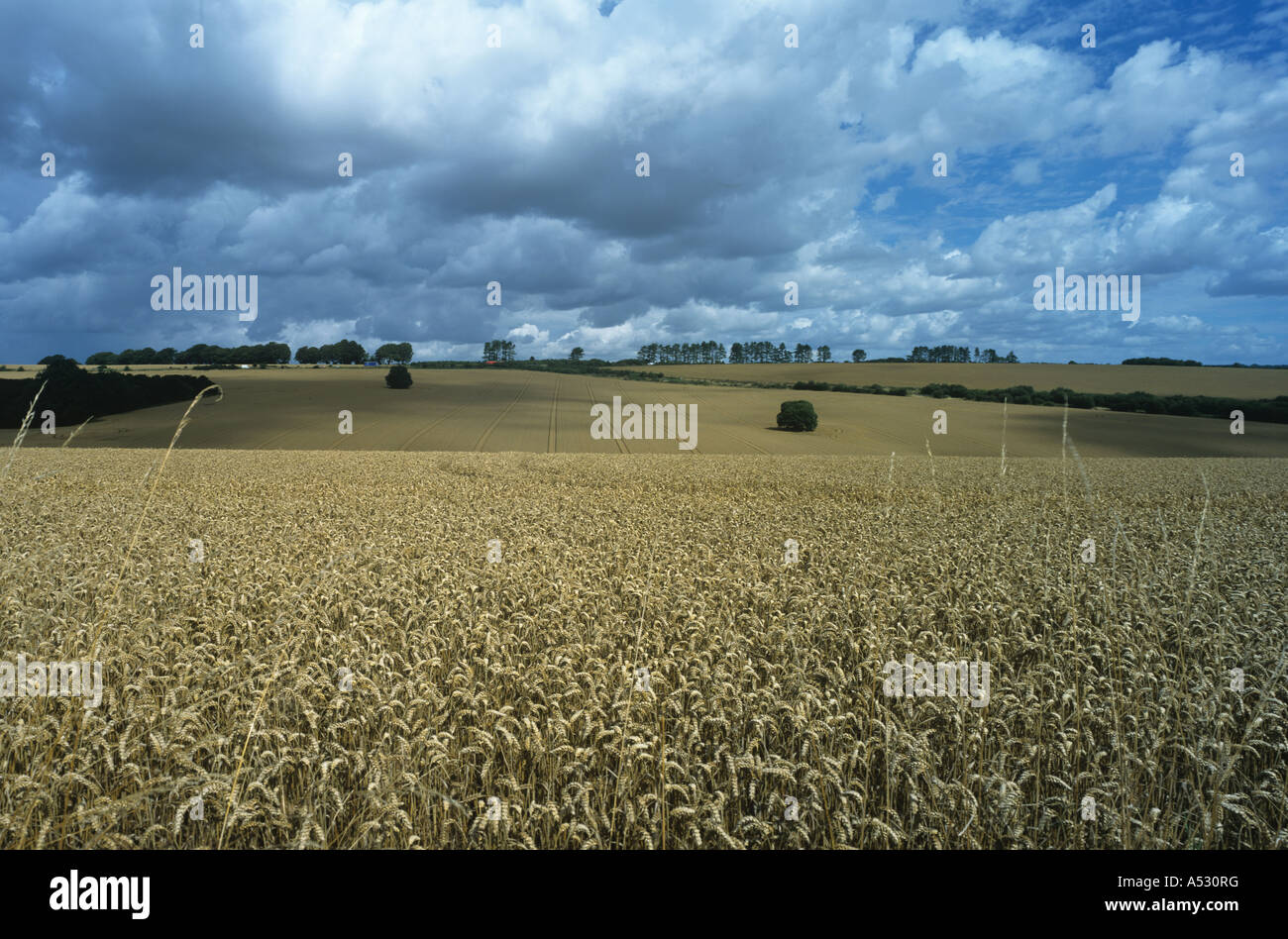 Panorama di un maturo raccolto di grano vicino a mera Wiltshire Foto Stock