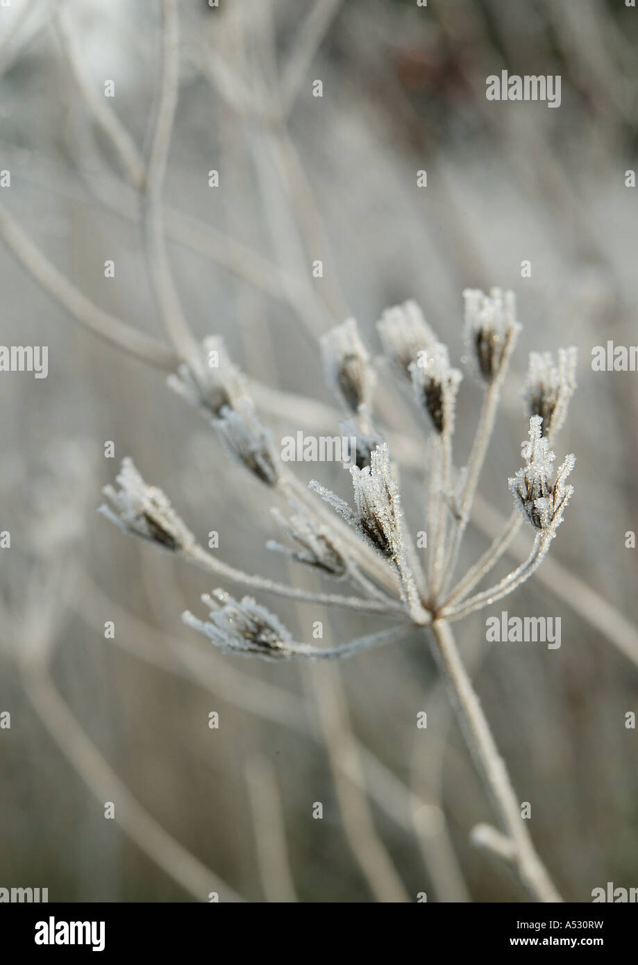 Giardino d'inverno scence incorporante un seme congelato head offering concetti di inverno in una zona rurale del giardino europeo Foto Stock