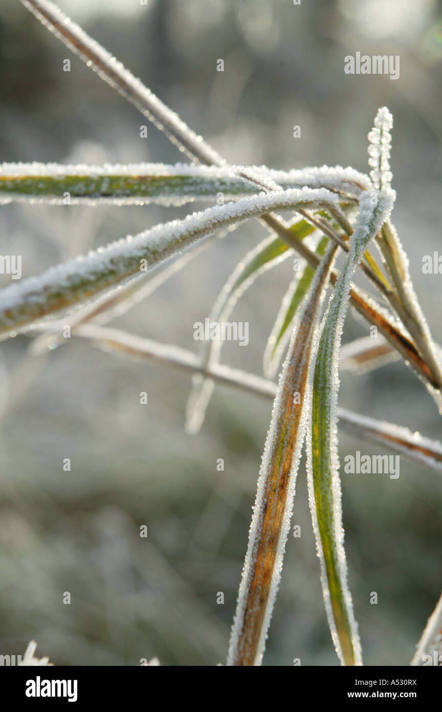 Gelo invernale in appoggio sulle erbe in genral invernale europea scence rurale Foto Stock