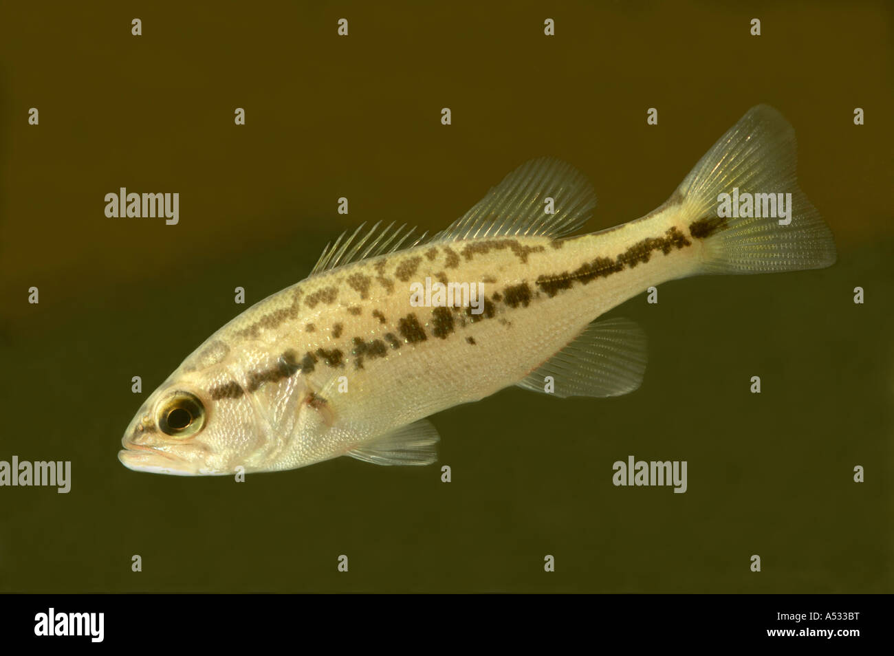 Smallmouth Micropterus dolomieu, capretti Foto Stock