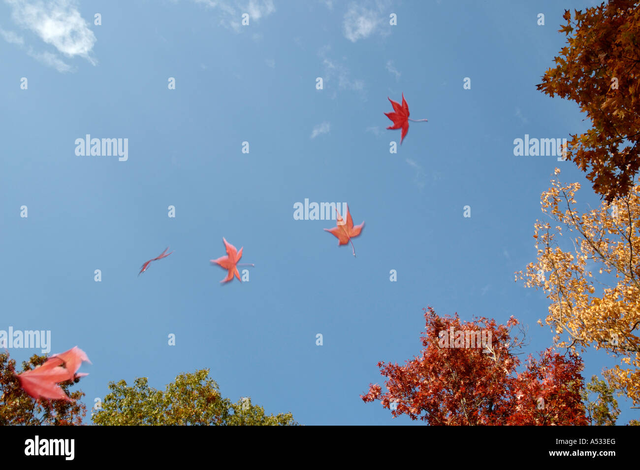 Foglie di acero che cade contro un azzurro cielo di autunno Foto Stock