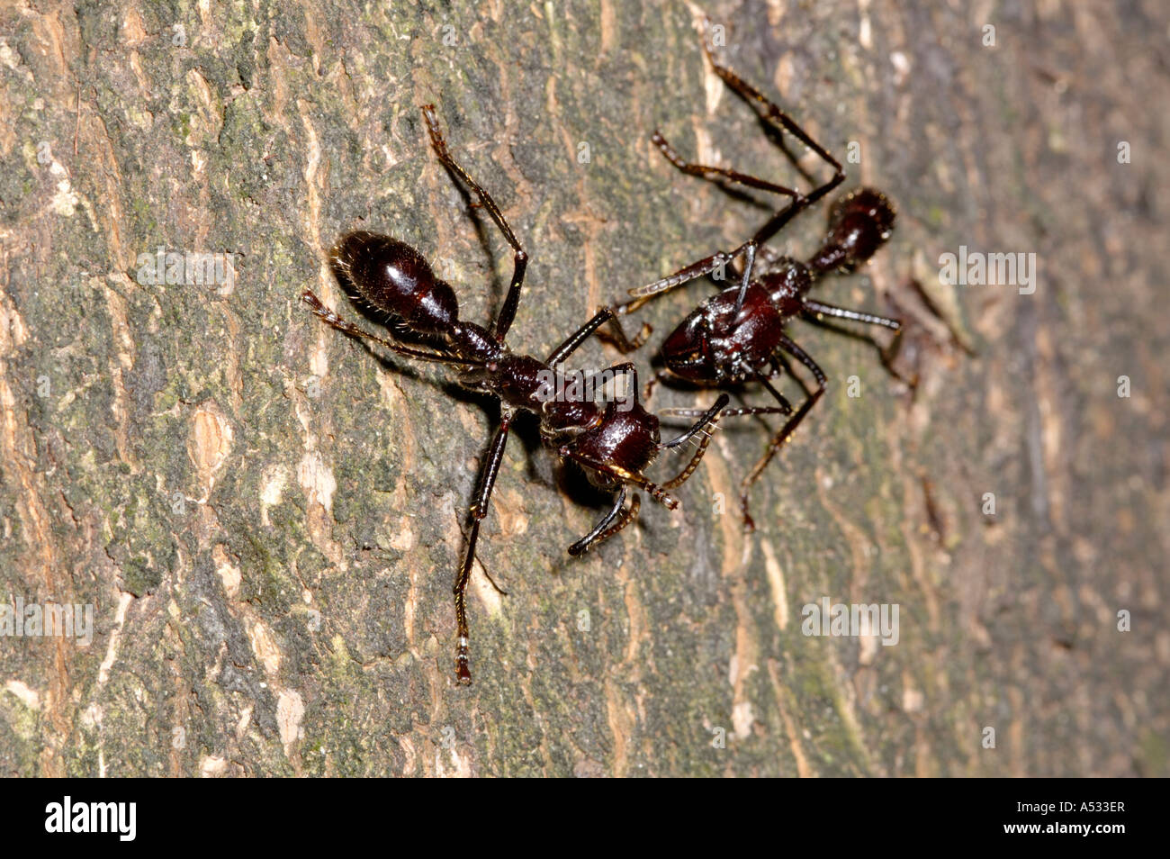 Due 'bullet ants' su un tronco di albero, Costa Rica Foto Stock