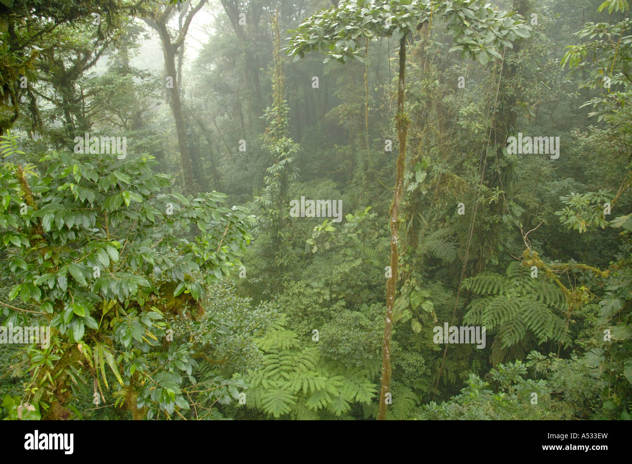 Cloud Forest cloudforest con nebbia Monteverde in Costa Rica. Foto Stock