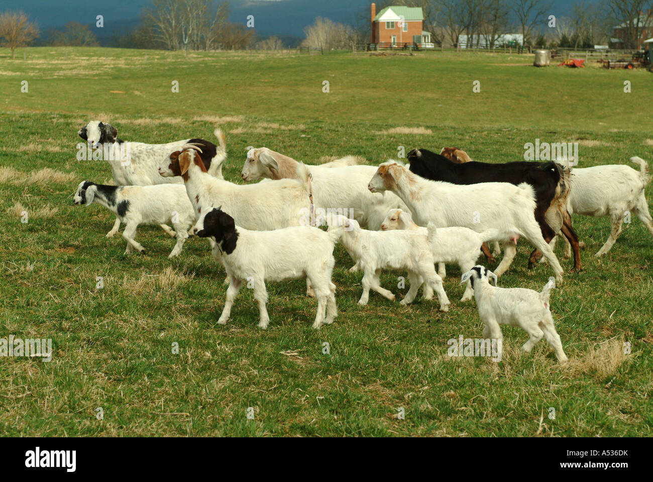 Organicamente capre sollevata su una farm di Virginia Foto Stock