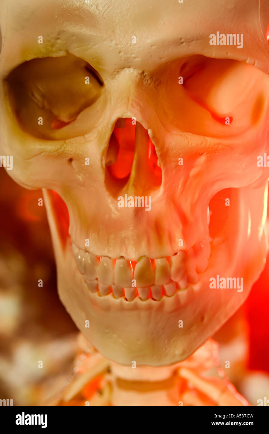Uno scheletro e il cranio Foto Stock