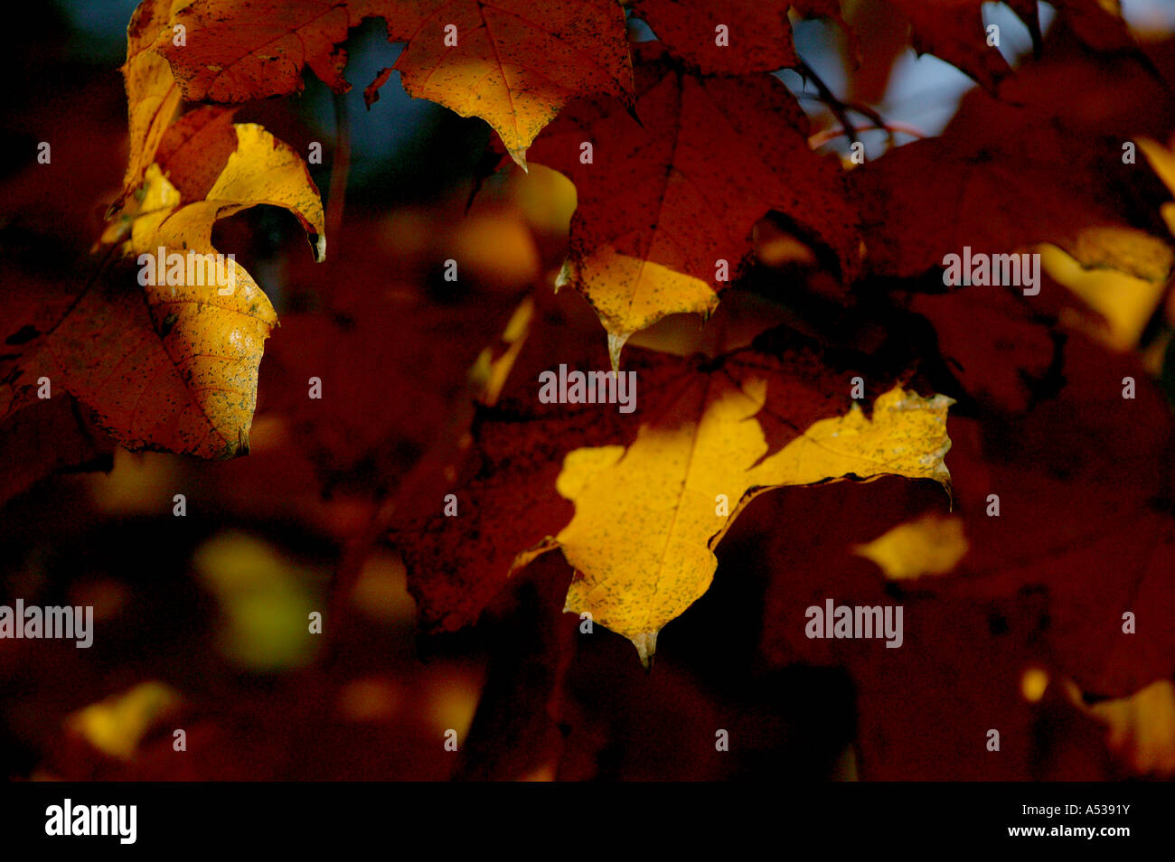 Rosso e marrone dei mesi autunnali illustrato da foglie di un albero con il sole alle spalle che mostra la vita interna della balestra Foto Stock