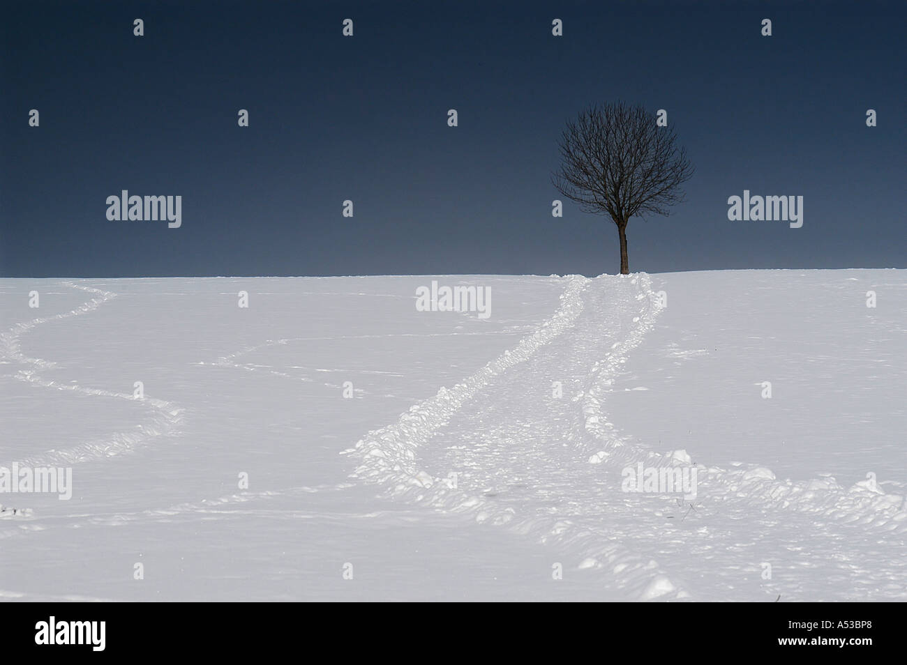 Albero solitario sulla collina nevoso, Baviera, Germania Foto Stock
