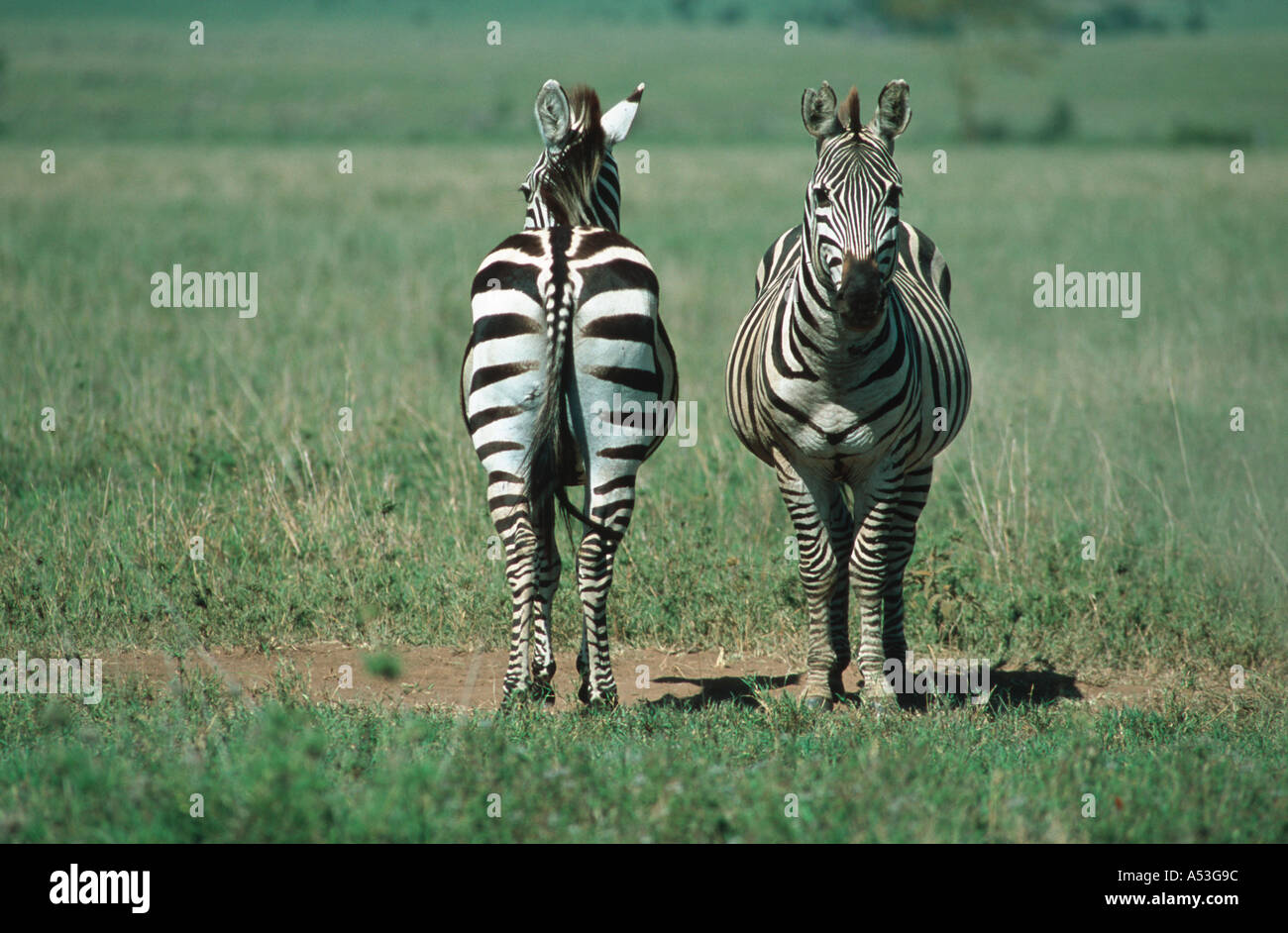 Burchells zebra Equus burchelli vista frontale e del retro del Serengeti National Park in Tanzania Foto Stock