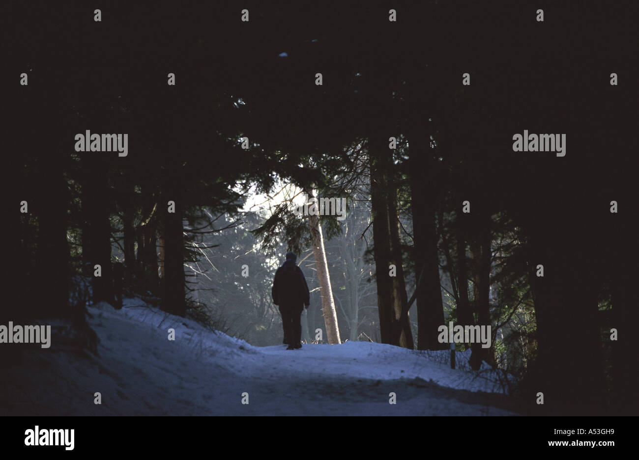 DEU Germania: passeggiate attraverso il paesaggio invernale sulla collina denominata Monte Feldberg nel Taunus colline a nord di Francoforte Foto Stock