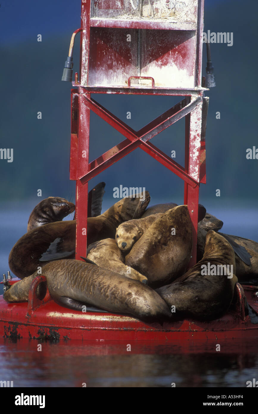 Stati Uniti d'America Alaska Tongass National Forest Steller leoni di mare Eumetopias jubatus sulla boa in Chatham stretto da Admiralty Island Foto Stock