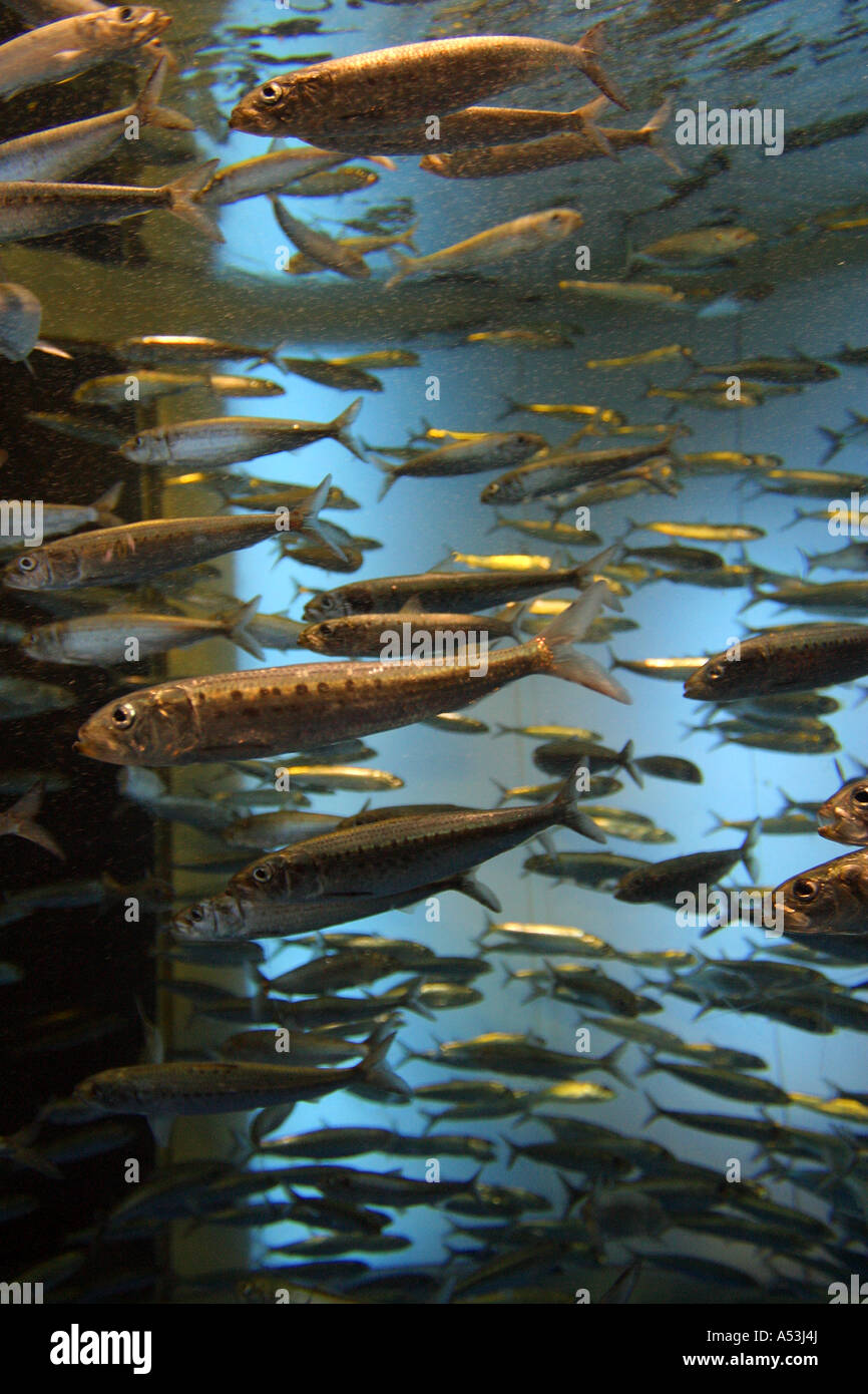 Pesci di acquario di acqua molti profondo mare nuotata istruzione persone bambino madre natura oceano Foto Stock