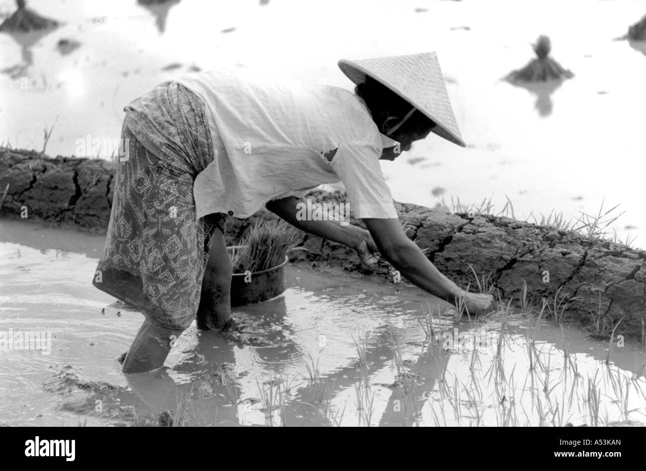 Painet ha1234 010 bianco e nero donna agricole il trapianto di riso west java indonesia paese nazione in via di sviluppo Foto Stock