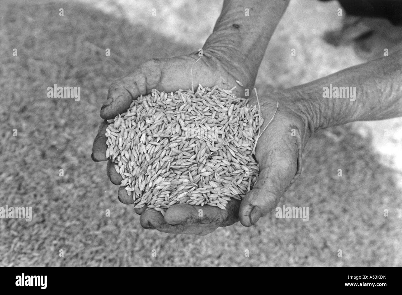 Painet ha1262 047 bianco e nero donna di agricoltura tenendo i chicchi di riso ha nam village ky anh vietnam paese nazione in via di sviluppo Foto Stock