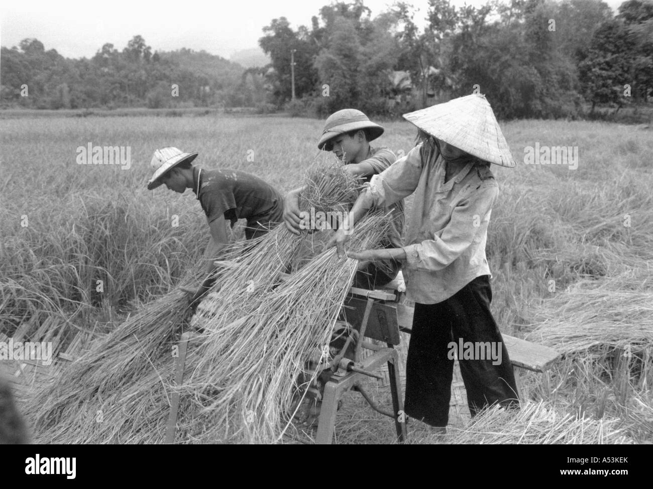 Painet ha1266 051 in bianco e nero agricoltura la trebbiatura del riso lao cai vietnam paese nazione in via di sviluppo meno economicamente Foto Stock