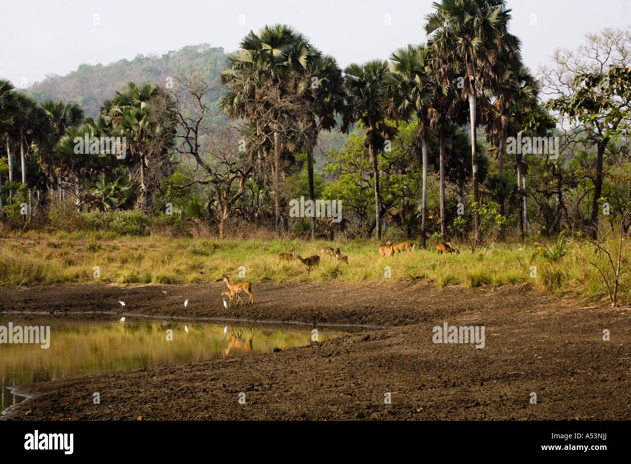 Allevamento di kob antelope contenente cerve cerbiatti e giovani cervi vicino al fiume nella stagione secca Foto Stock