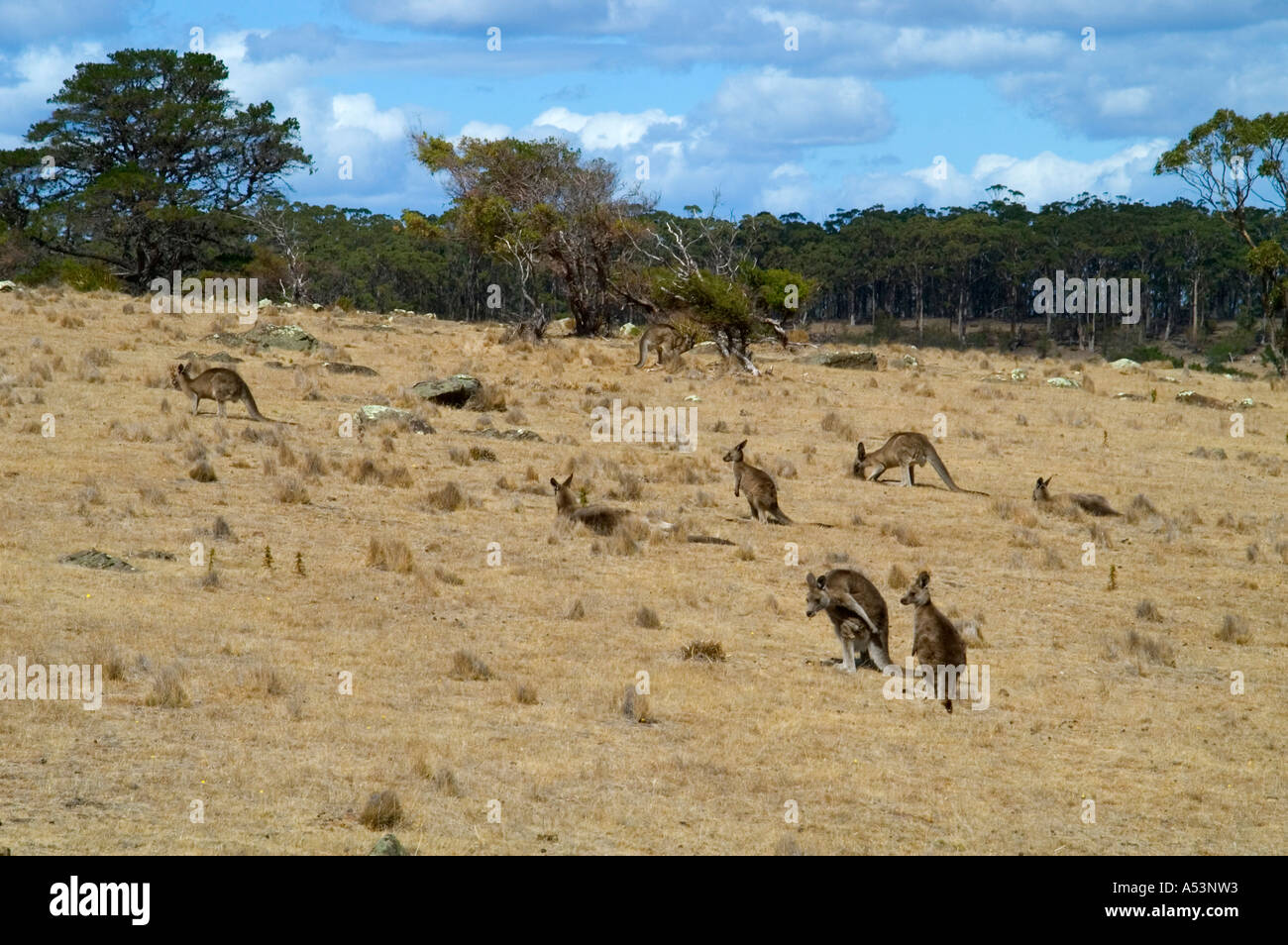 Forester canguri su maria island nationalpark tasmania australia Foto Stock