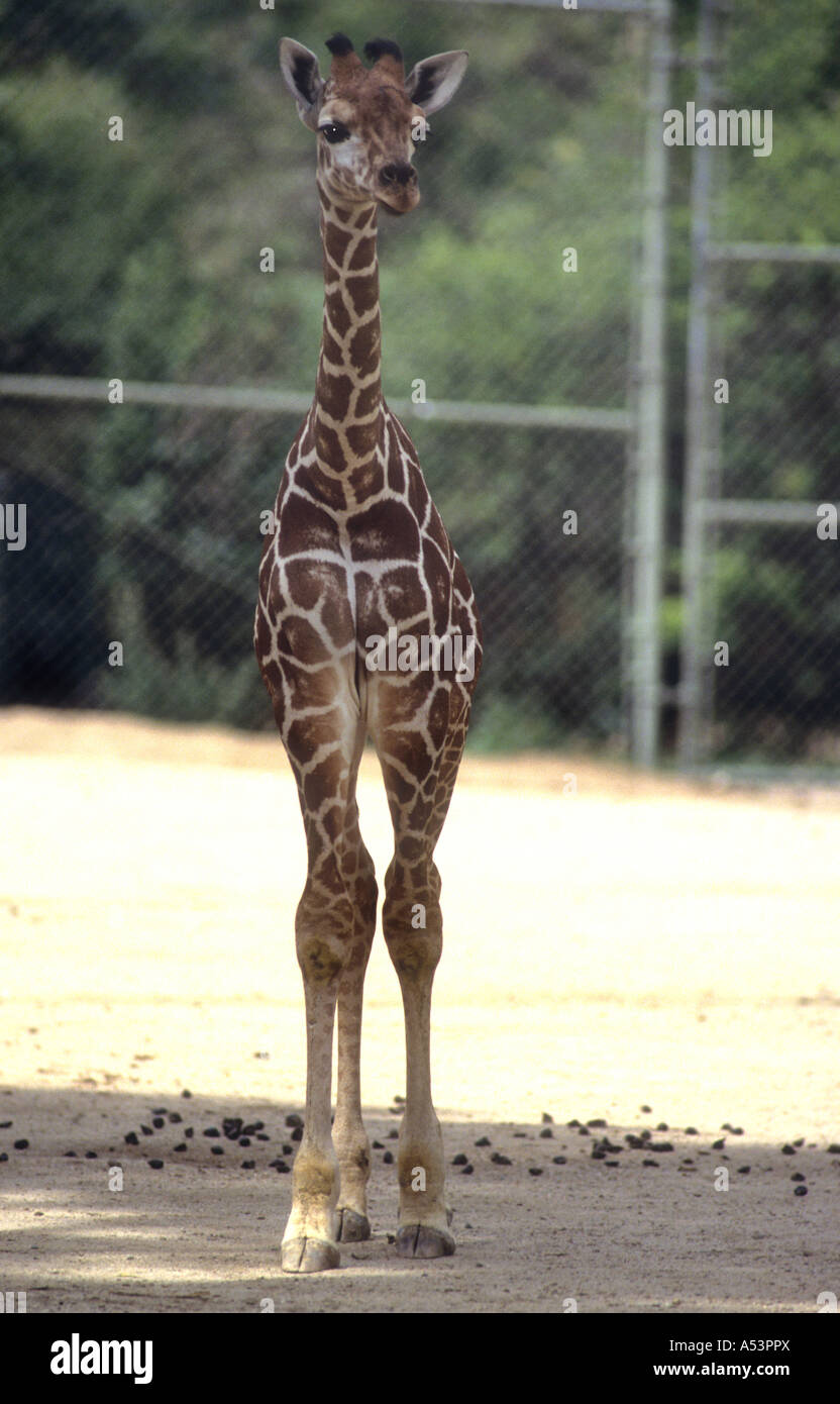 Giovani Giraffe, In Zoo di Denver, Colorado, Stati Uniti d'America. Foto Stock