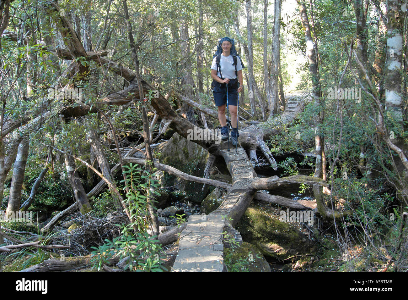 Passeggiata attraverso gli alberi nella valle di pini su overland track in cradle mountain lake st clair nationalpark tasmania australia Foto Stock