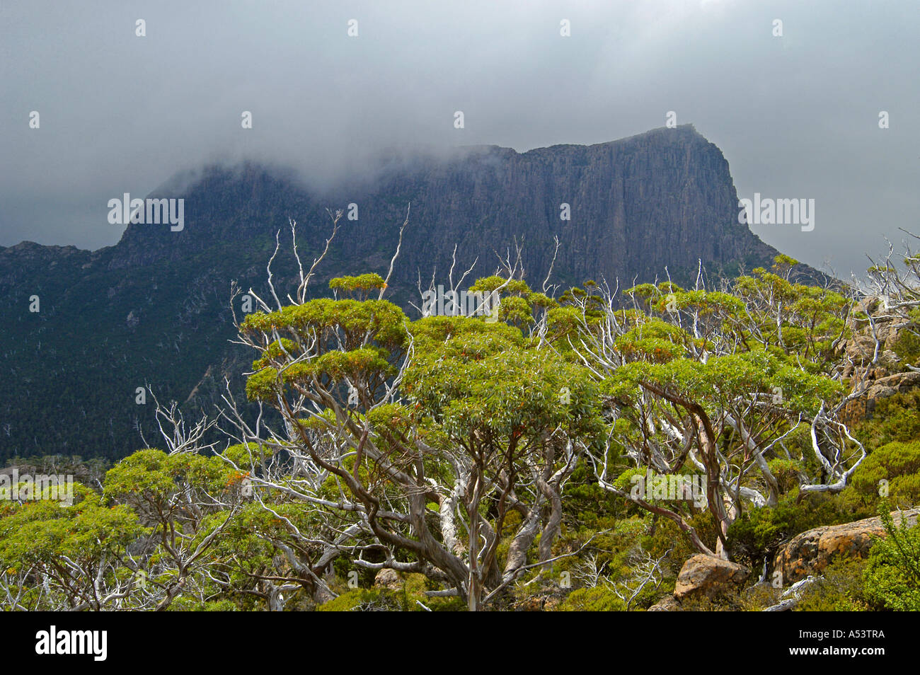 L'acropoli di nuvole scure si vede dal labirinto vicino a valle del pino su overland track in cradle mountain lake St Clair Foto Stock