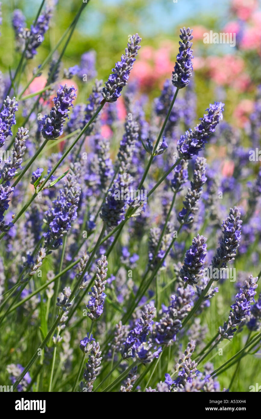 Inglese lavanda che cresce in un cottage garden girato a inizio estate Foto Stock