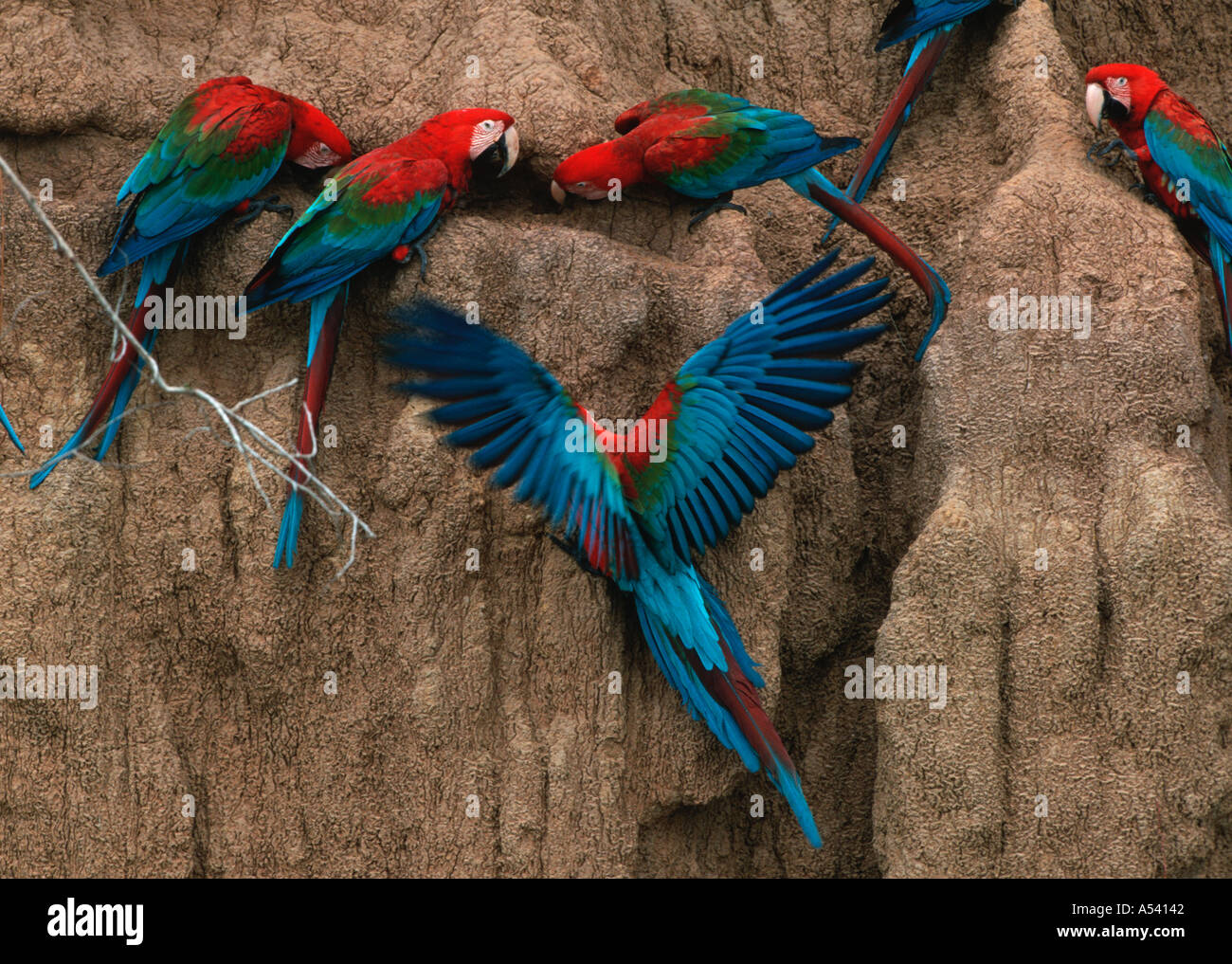 Il rosso e il verde pappagalli ara chloroptera Parco Nazionale del Manu Perù Foto Stock