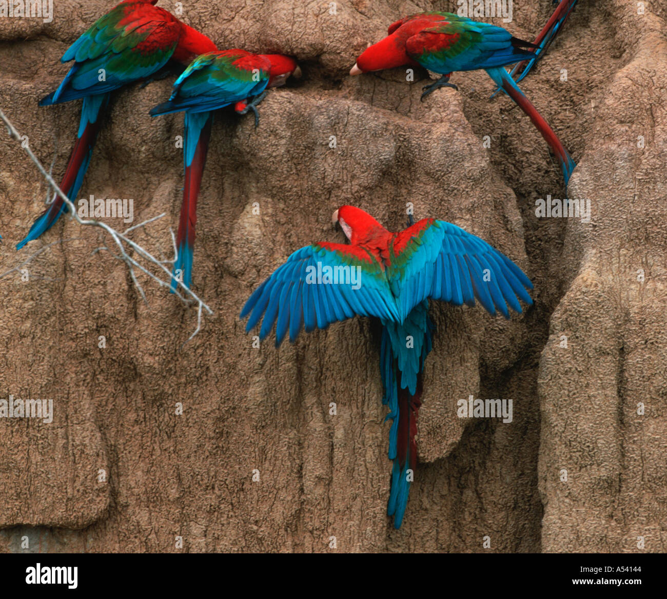 Il rosso e il verde pappagalli ara chloroptera Parco Nazionale del Manu Perù Foto Stock