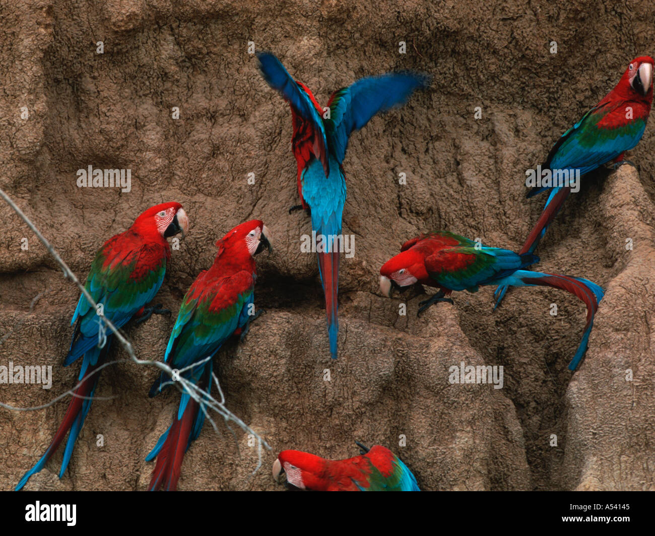 Il rosso e il verde pappagalli ara chloroptera Parco Nazionale del Manu Perù Foto Stock