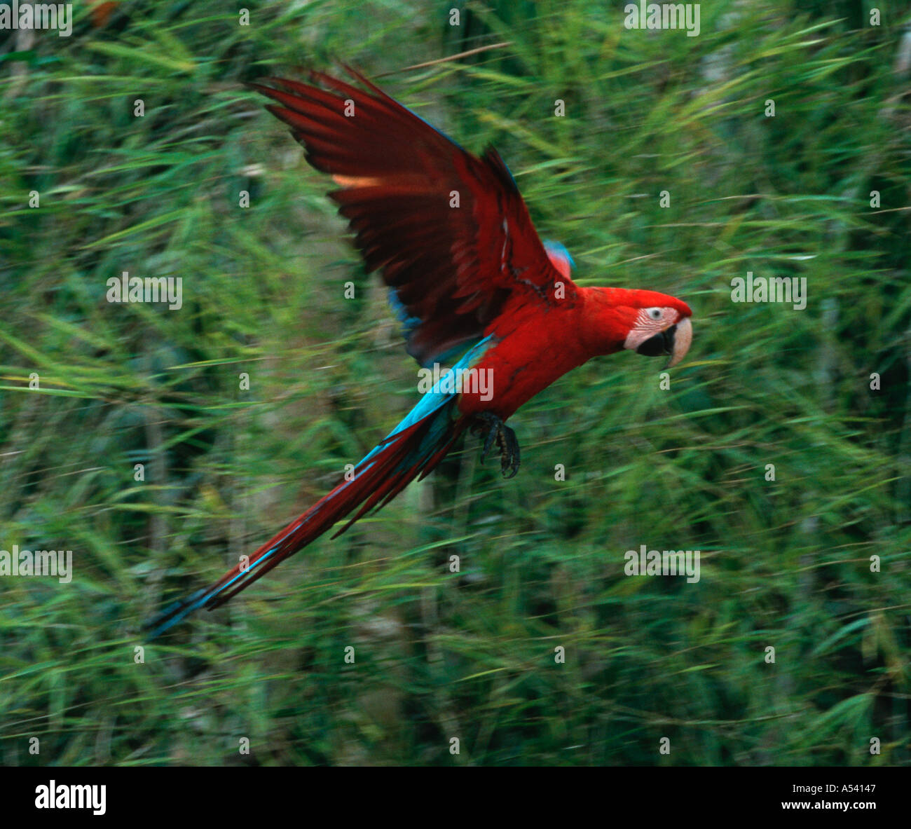 Il rosso e il verde macaw Ara chloroptera Parco Nazionale del Manu Perù Foto Stock
