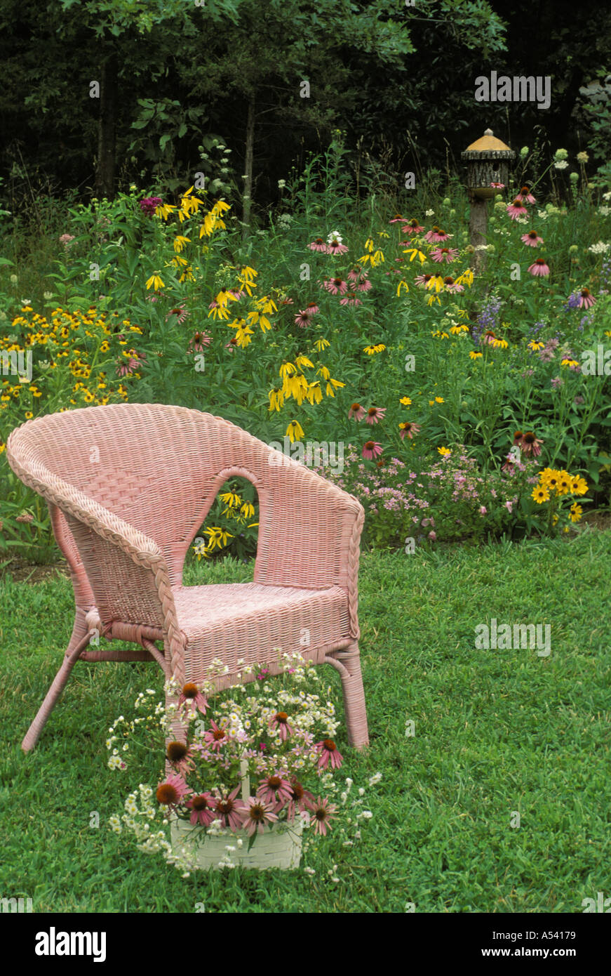 La Lady del giardino: Rosa sedia di vimini in rosa nativo giardino di fiori selvaggi, Missouri USA Foto Stock