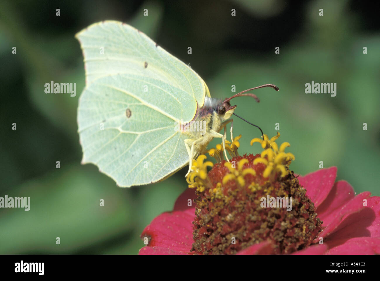 Femmina di brimstone butterfly Gonepteryx rhamni alimentazione su zinnia Foto Stock