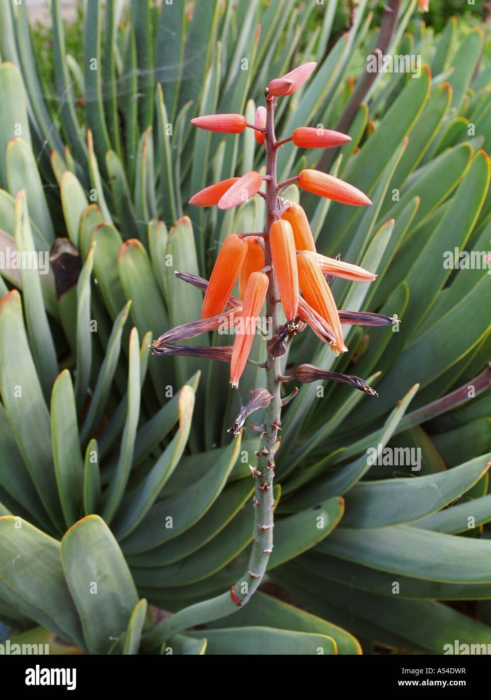 Giardino botanico, succulenti giardino, aloe plicatilis Foto Stock