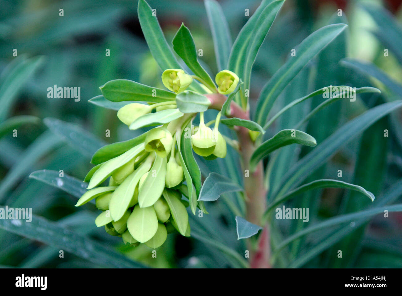 Euphorbia characias subsp wulfenii Lambrook Gold Foto Stock