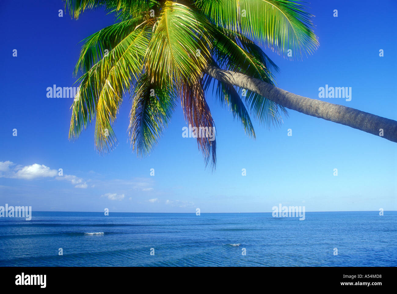 Palm tree oltre la calma acqua oceanica Puerto Rico Caraibi Foto Stock