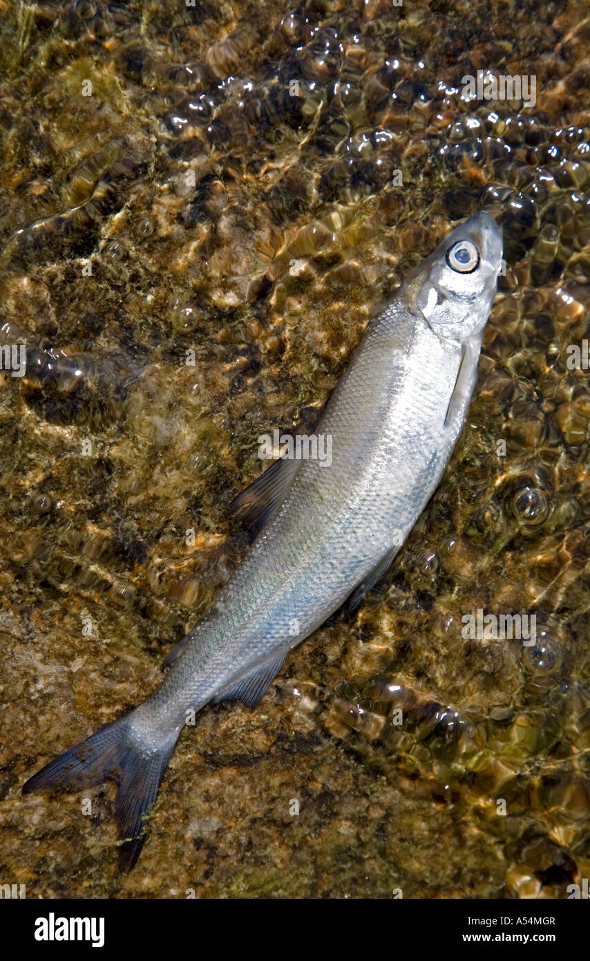 Piccole morti coregoni (Coregonus lavaretus ) in acqua poco profonda Foto Stock