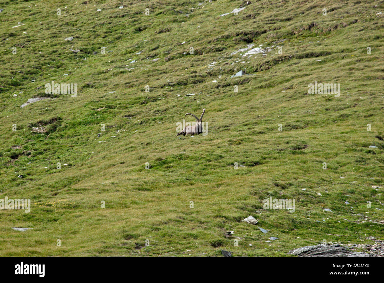 Ibex maschio sul prato sul monte Großglockner Carinzia Austria Foto Stock