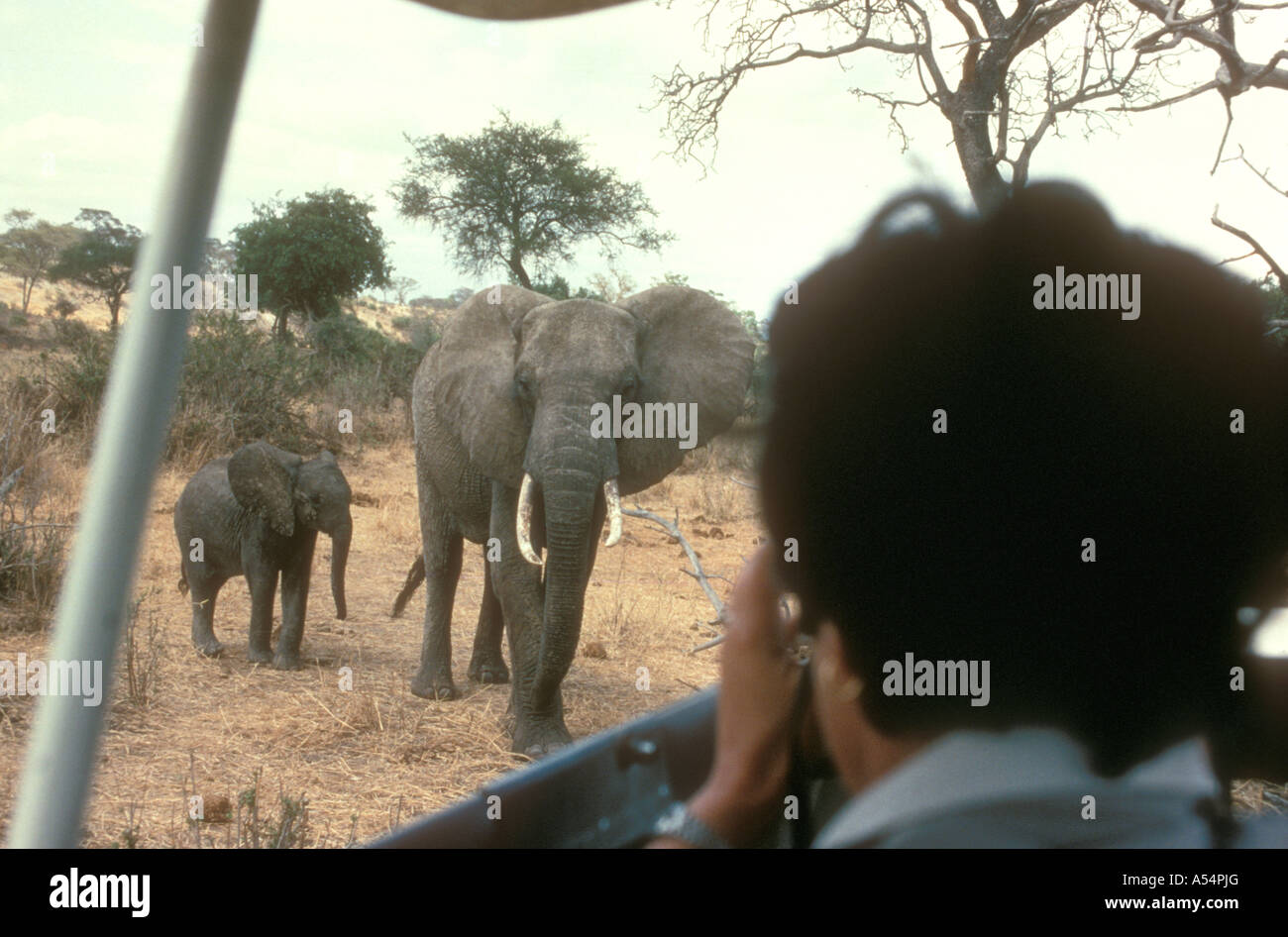Signora bianca su un game drive fotografare elefante nel Parco Nazionale di Tarangire e Tanzania Africa orientale Foto Stock