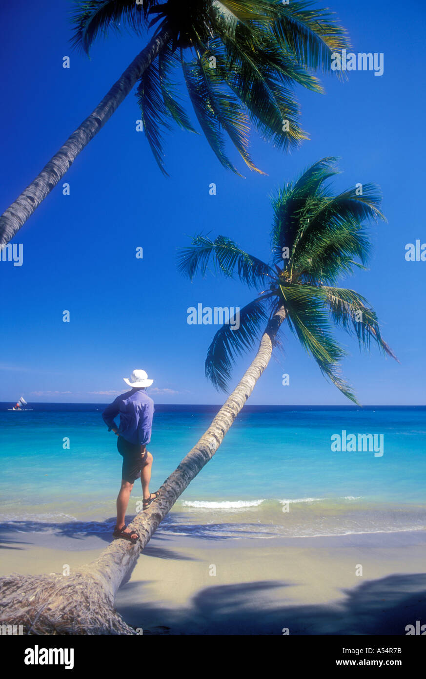 Uomo su Palm tree sulla Isola di Lombok Indonesia Modello rilasciato foto Foto Stock