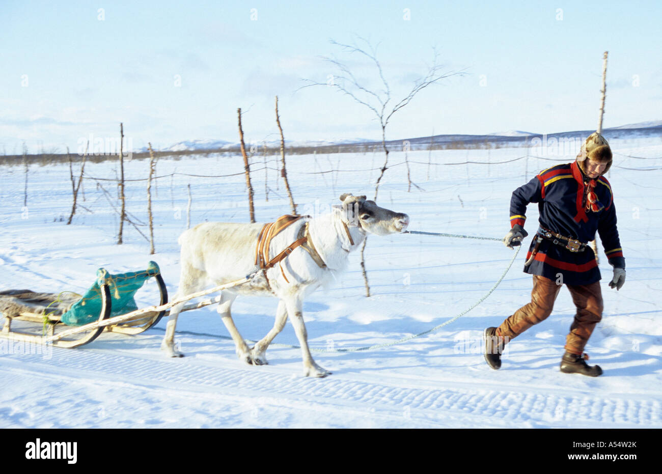 Nils Ante Sami Kuhumen Lapp renne herder sul suo tradizionale slitta trainata da renne nella Lapponia svedese oltre l'Artico Circ Foto Stock