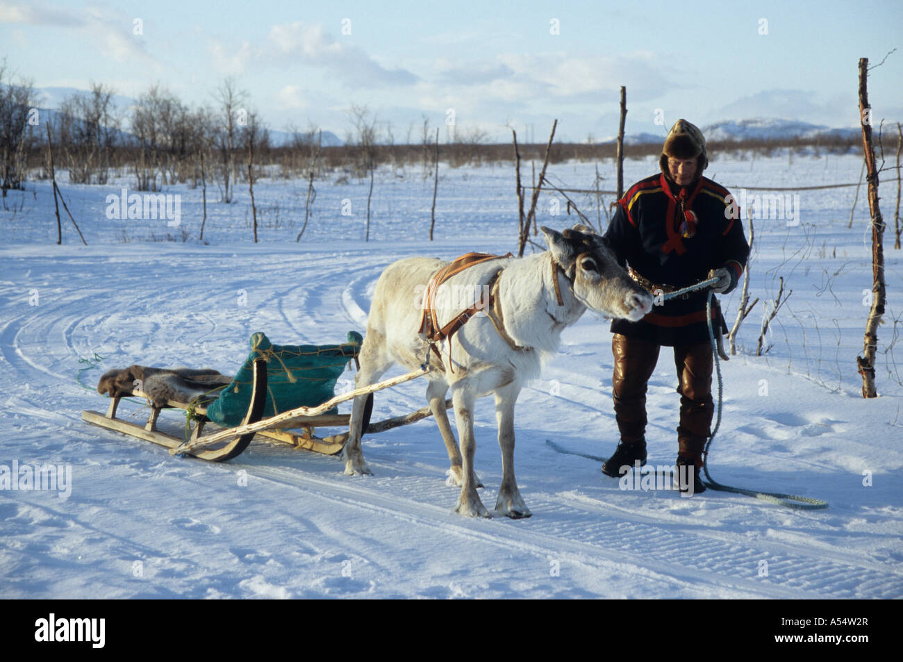 Nils Ante Sami Kuhumen Lapp renne herder sul suo tradizionale slitta trainata da renne nella Lapponia svedese oltre l'Artico Circ Foto Stock