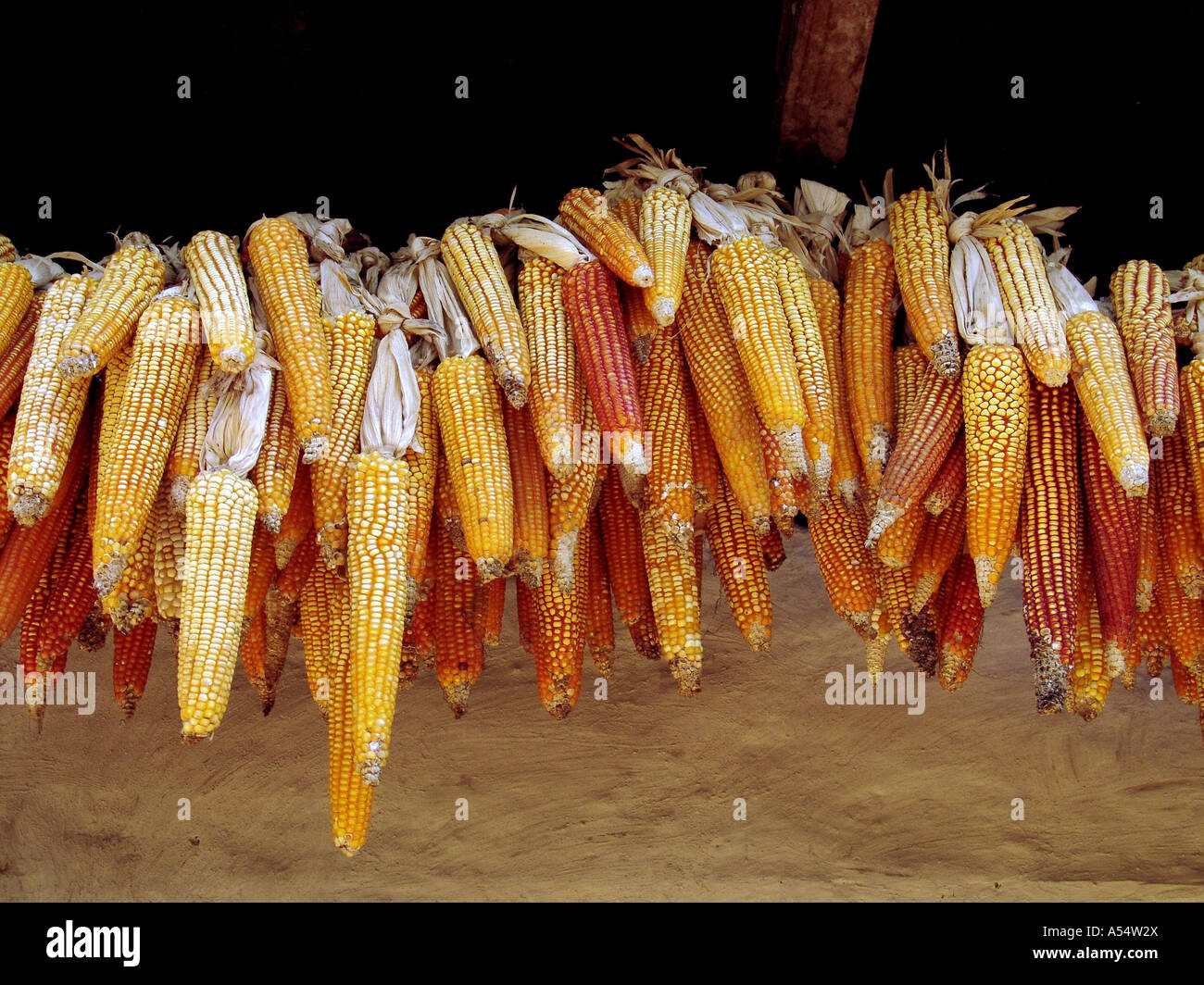 Ip Painet1987 honduras essiccazione mais appese all'agriturismo marcala paese nazione in via di sviluppo meno sviluppati dal punto di vista economico Foto Stock