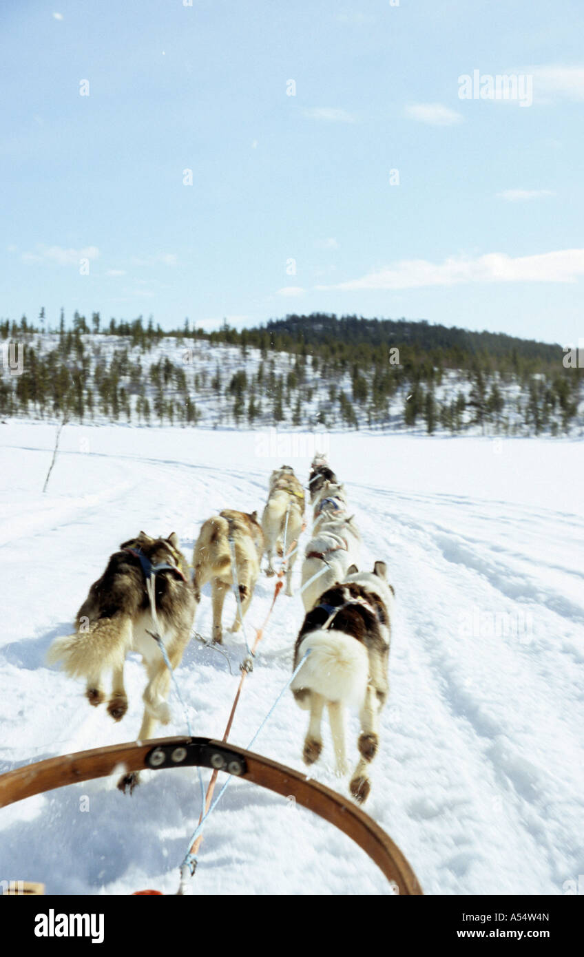 Huskies lavorando insieme nel cavo tirando una slitta per tutta la congelati fiume Torne nel circolo polare artico della Lapponia svedese Svezia Foto Stock