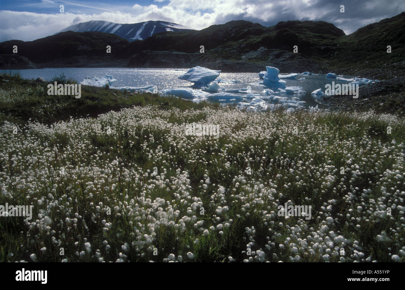 Cottongrass artico e il lago con gli iceberg dal ghiacciaio Tustumena, Kenai National Wildlife Refuge, Alaska Foto Stock