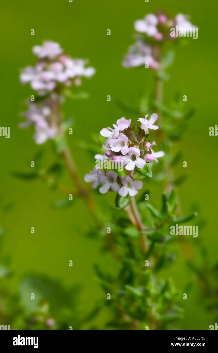 Un colpo naturale della fioritura timo - un sempreverde di erbe. Foto Stock